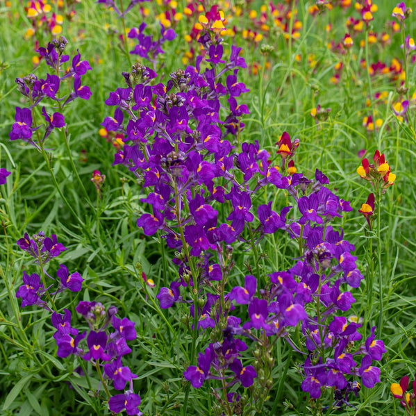 Linaria 'Licilia Violet'