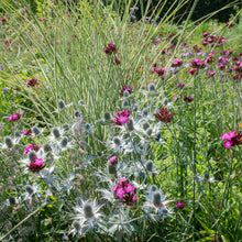 Carthusian Pink
