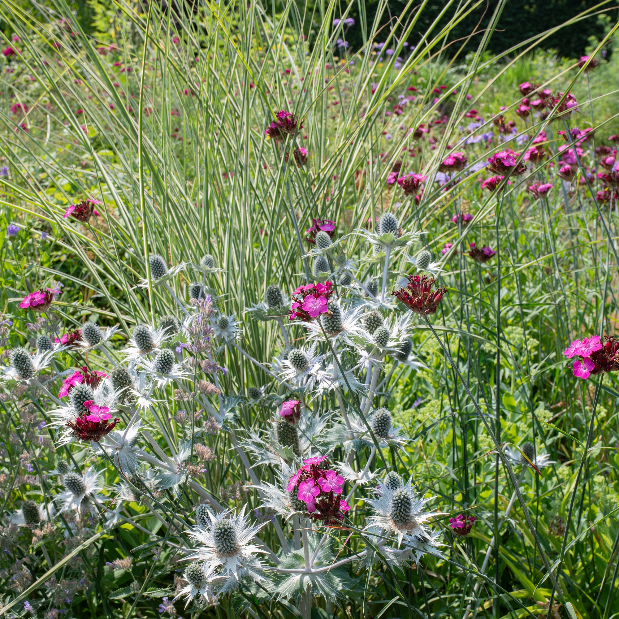 Carthusian Pink