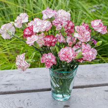 Carnation 'Chabaud Giants Benigna'