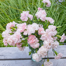 Carnation 'Chabaud Giants La France'