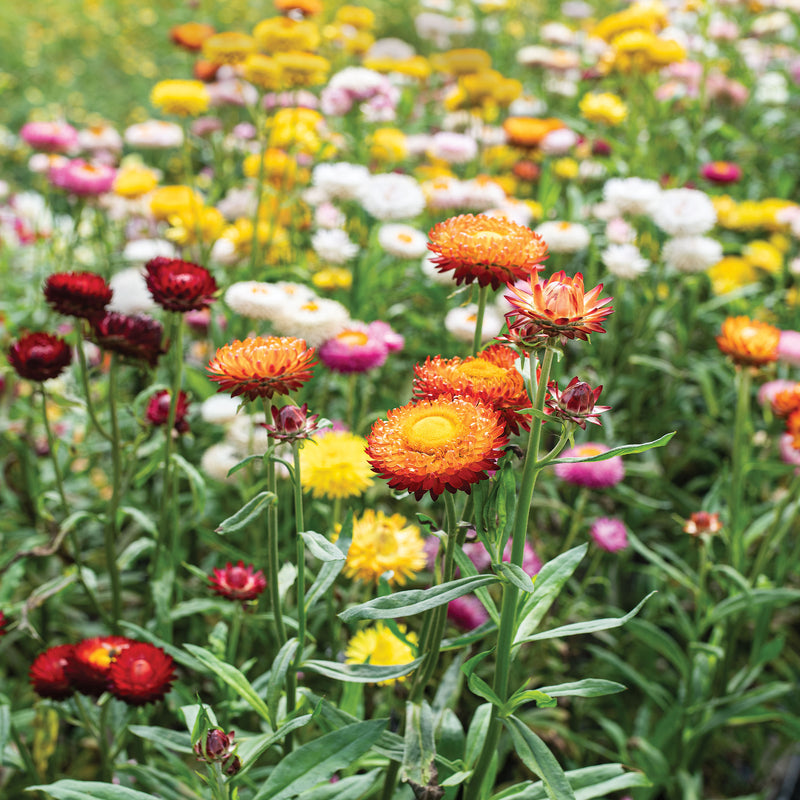 
  



Strawflower 'Swiss Giants Mix'
