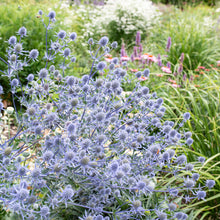 Sea Holly 'Blaukappe'