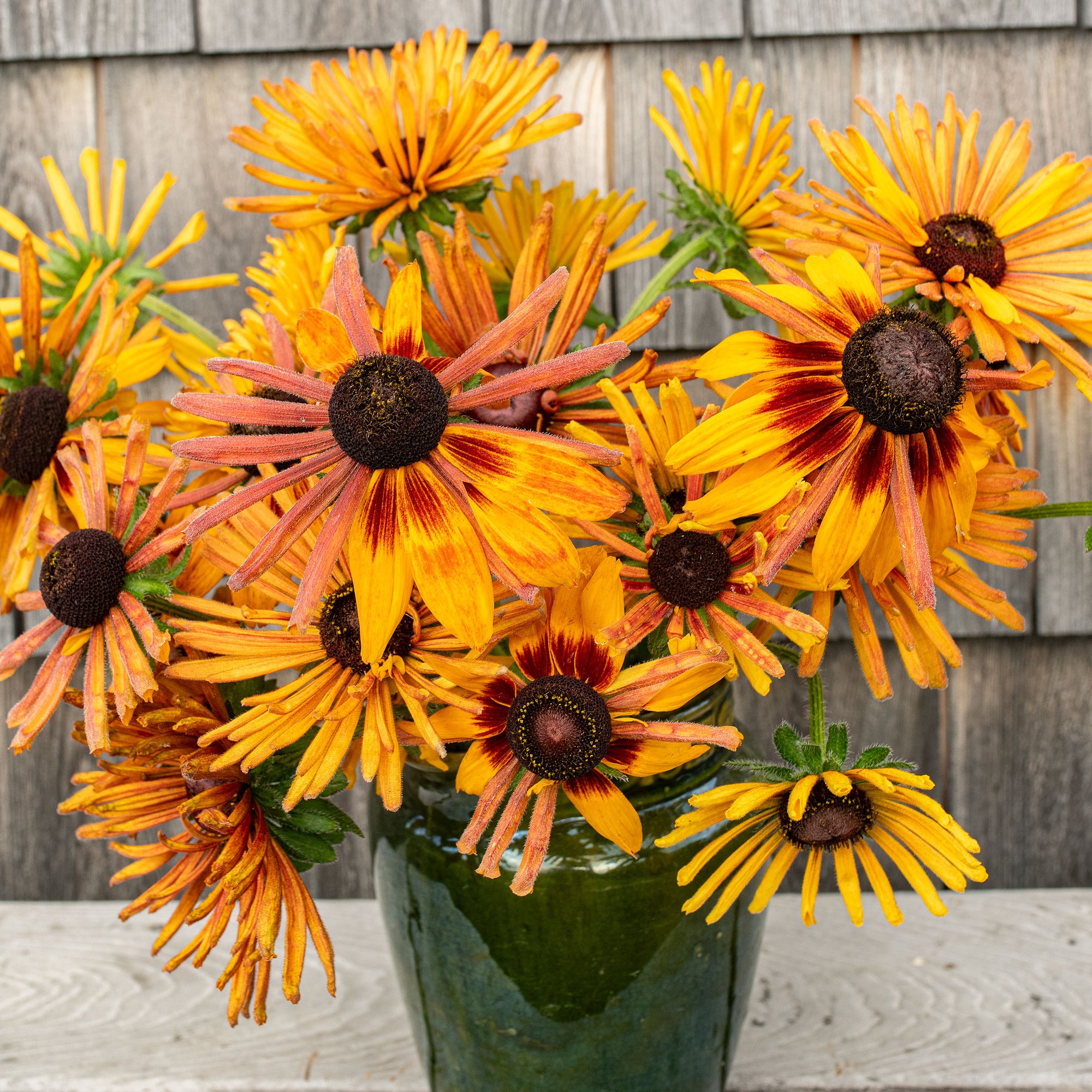 Rudbeckia 'Chim Chiminee'