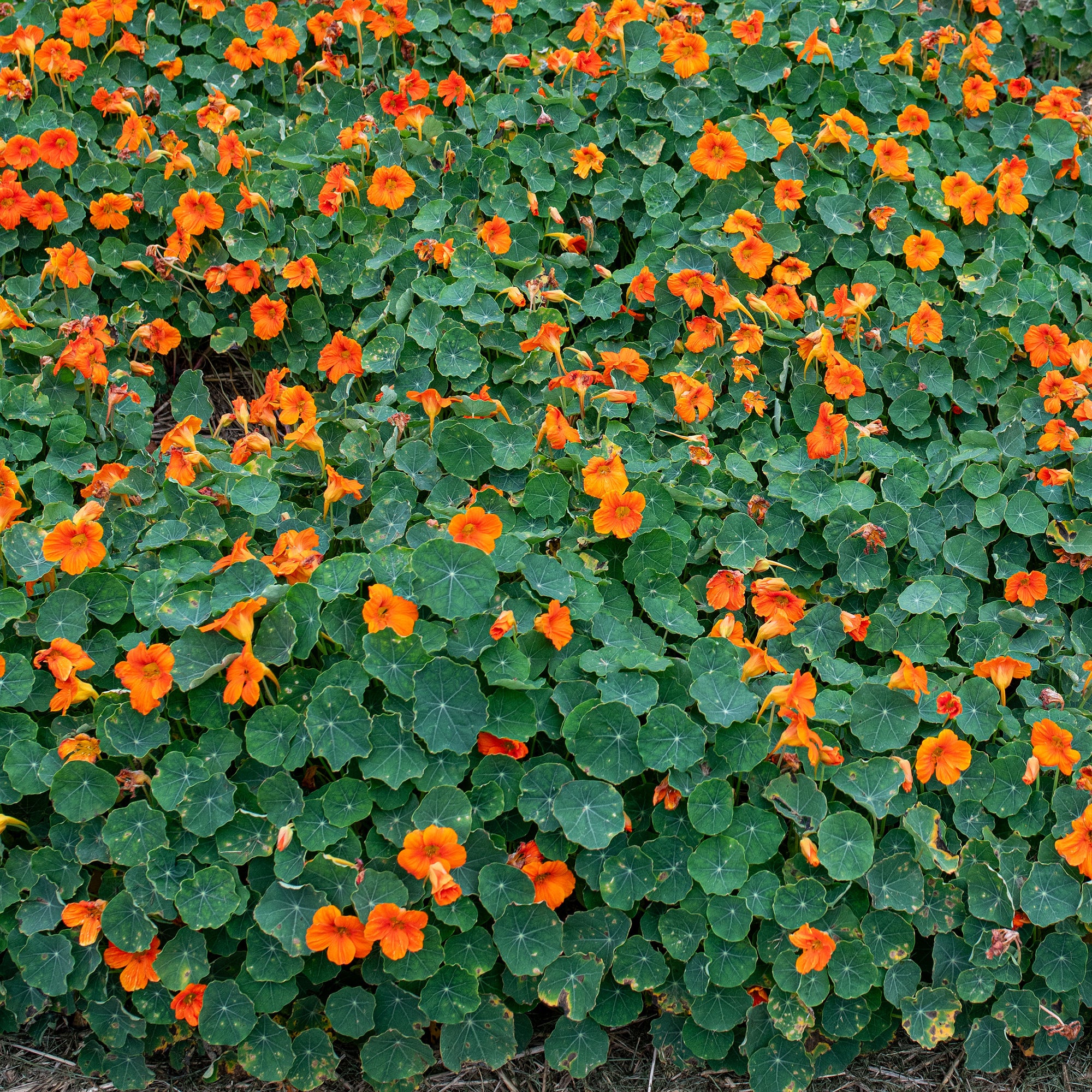 Nasturtium 'Baby Orange'