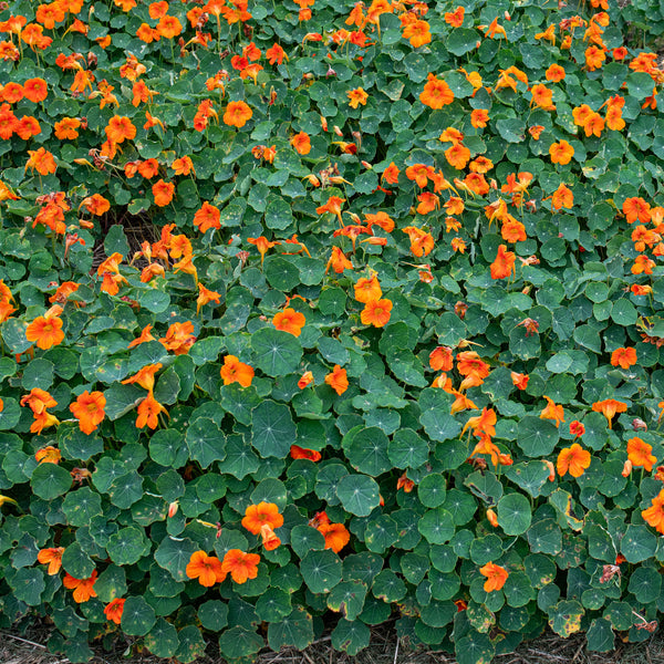 Nasturtium 'Baby Orange'