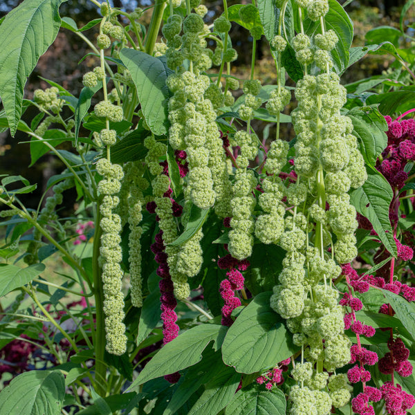 
    



Amaranth 'Green Pearls' Organic
