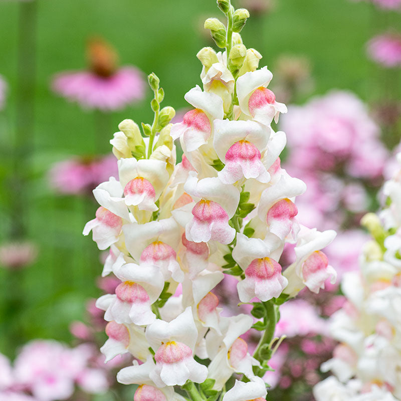 Snapdragon 'Potomac® Appleblossom' F1 - S2