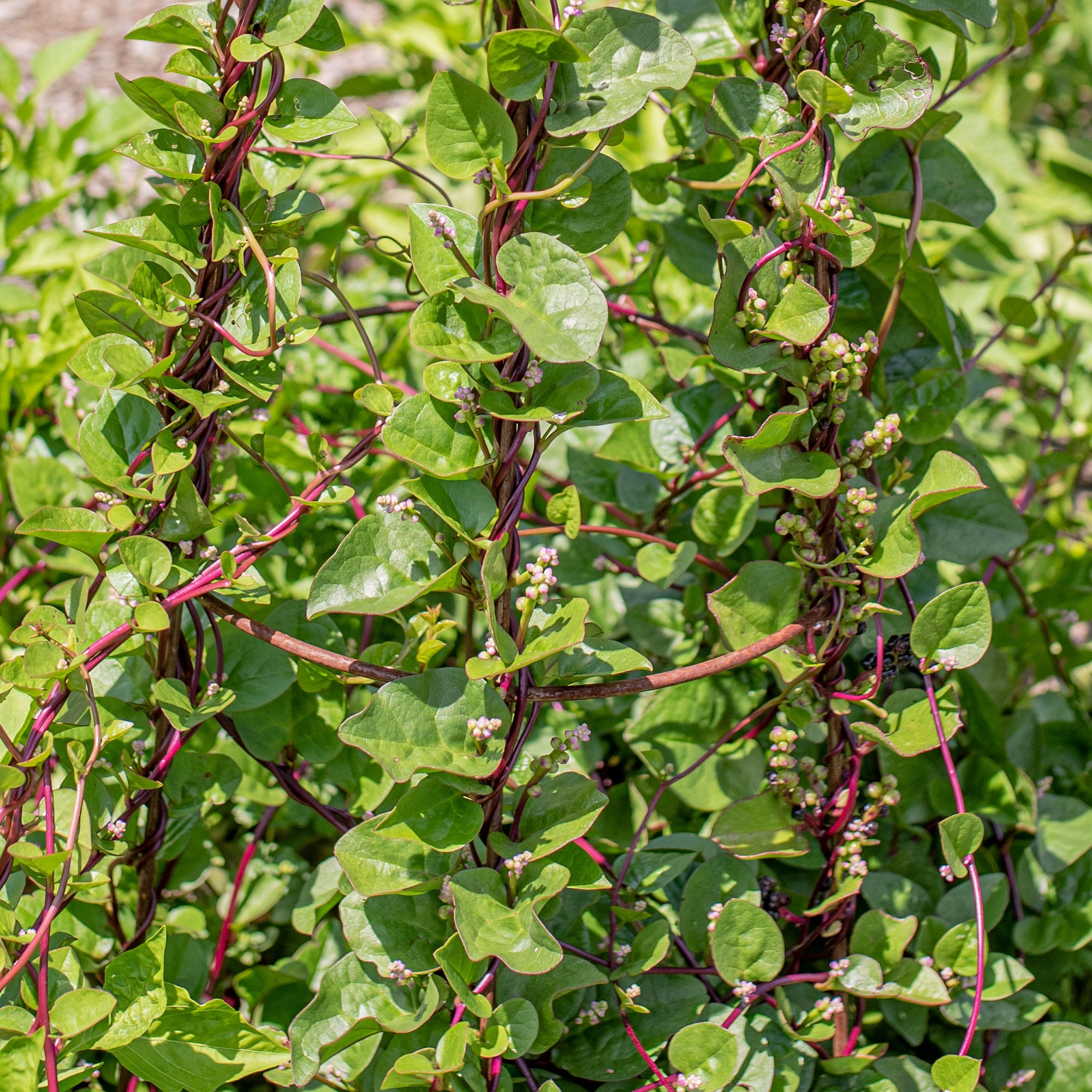 Malabar Spinach 'Rubra'
