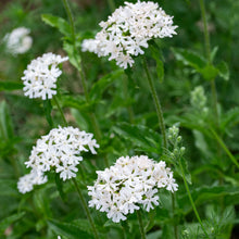 Maltese Cross 'Alabaster'