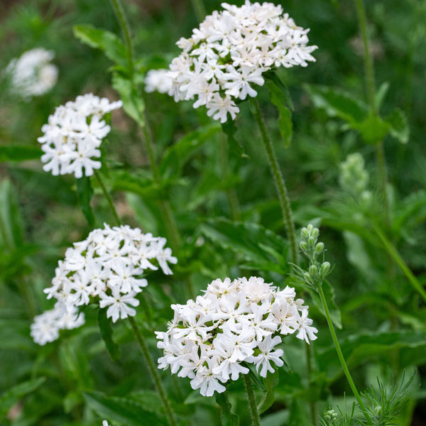 Maltese Cross 'Alabaster'