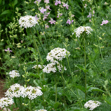 Maltese Cross 'Alabaster'
