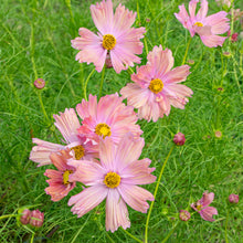 Cosmos 'Apricotta' - S2