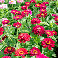 Zinnia 'Meteor'