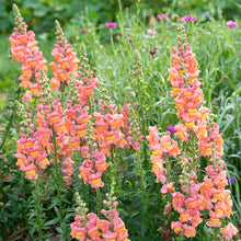 Snapdragon 'Potomac® Orange' F1 - S2