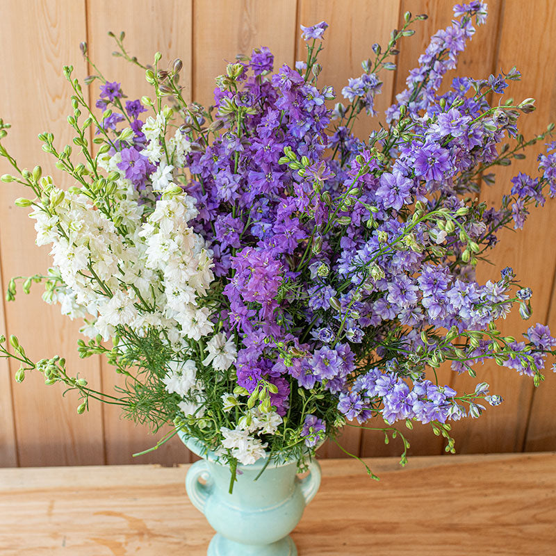 Larkspur 'Rhapsody in Blue' Bundle