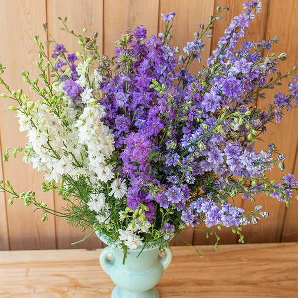 Larkspur 'Rhapsody in Blue' Bundle