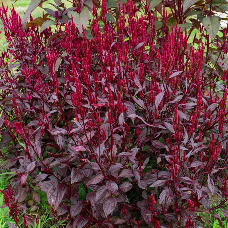 
  



Celosia 'Mega Punk' Organic
