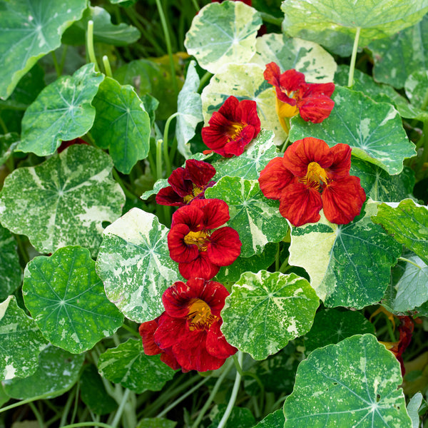 
    



Nasturtium 'Queen Dark Red'
