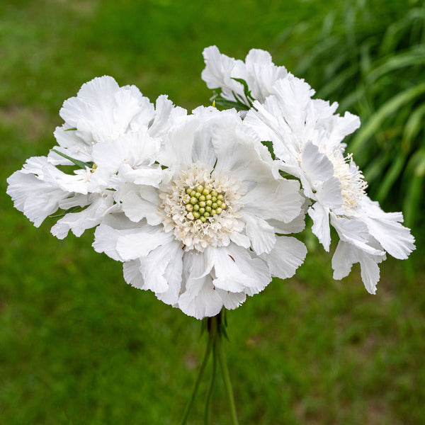
    



Scabiosa 'Fama White'
