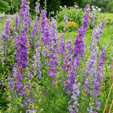 Larkspur 'QIS® Lilac' - S2