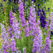 Larkspur 'QIS® Lilac' - S2