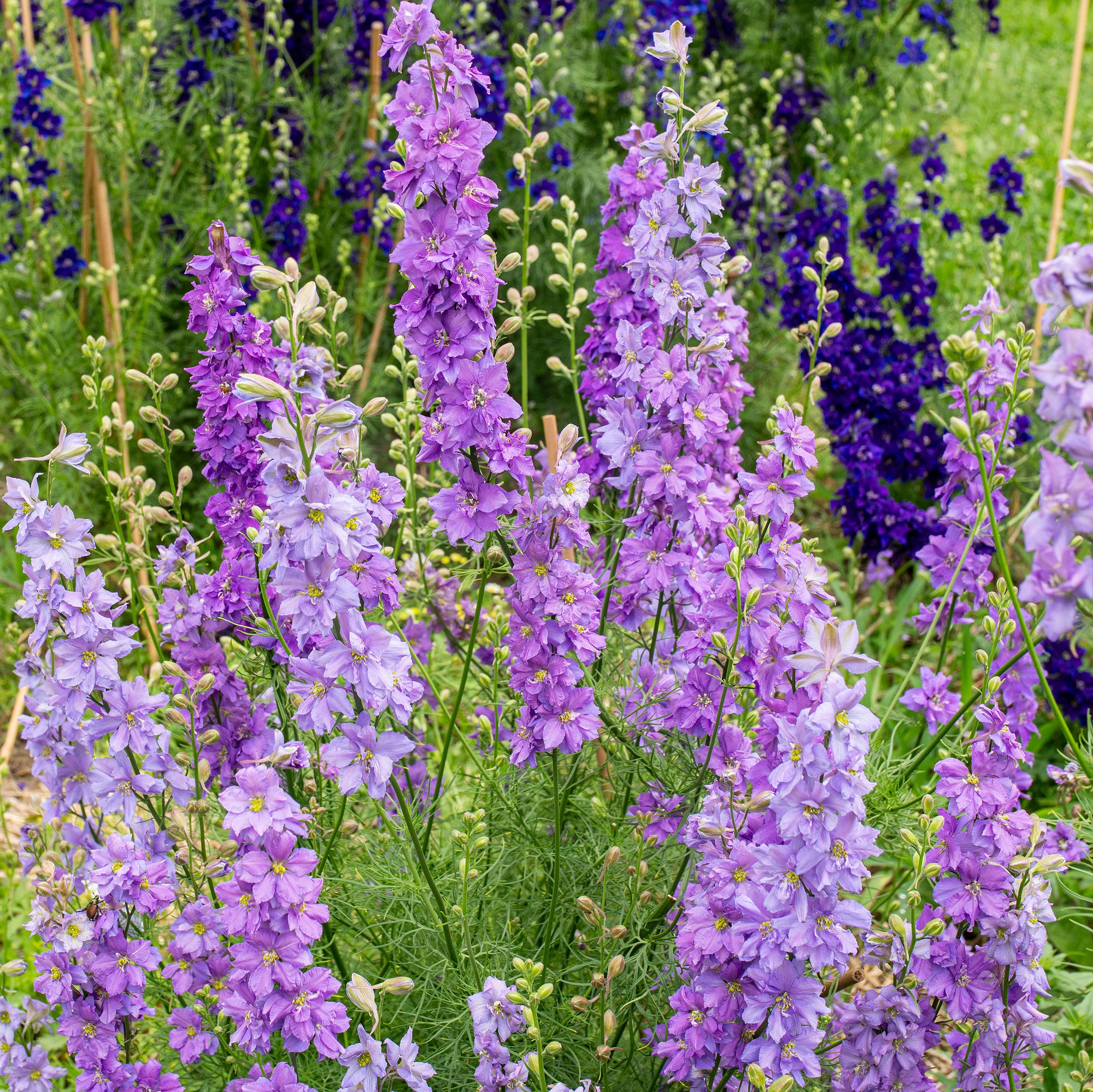 Larkspur 'QIS® Lilac' - S2