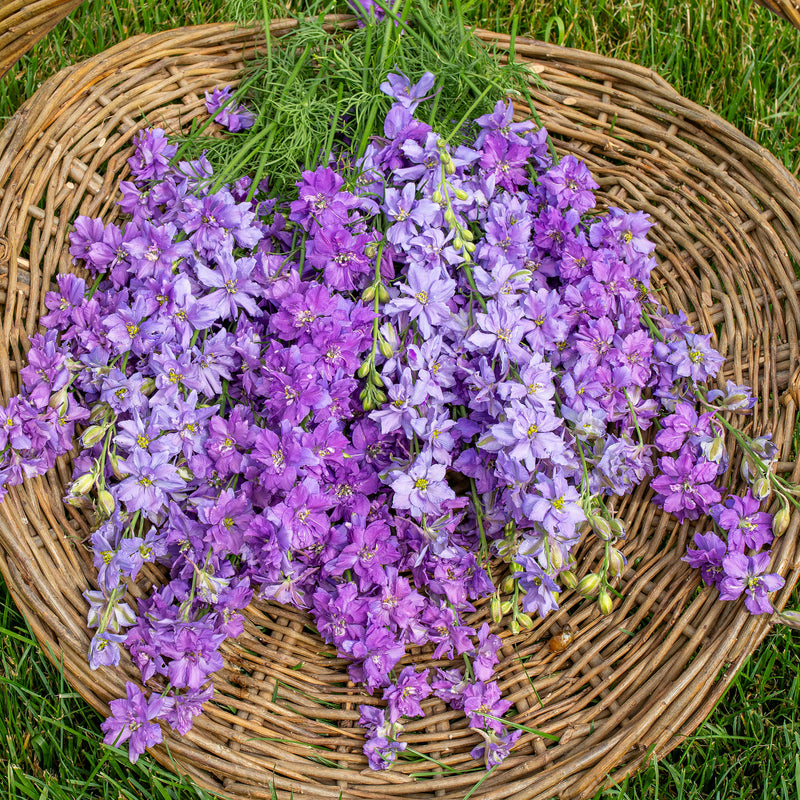 
      



Larkspur 'QIS® Lilac'
    