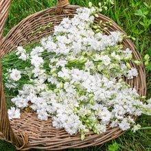 Larkspur 'QIS® White' - S2