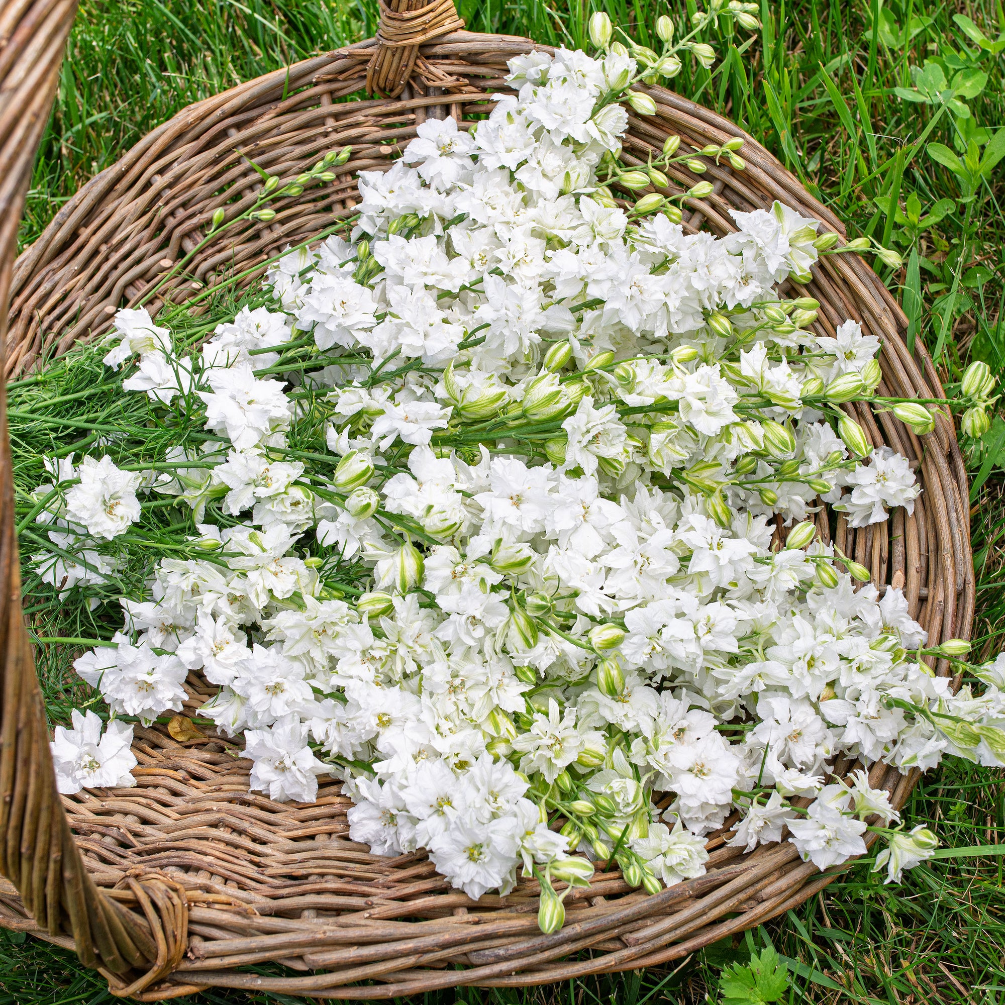 Larkspur 'QIS® White' - S2