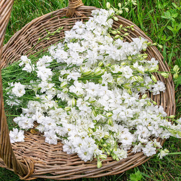 Larkspur 'QIS® White' - S2