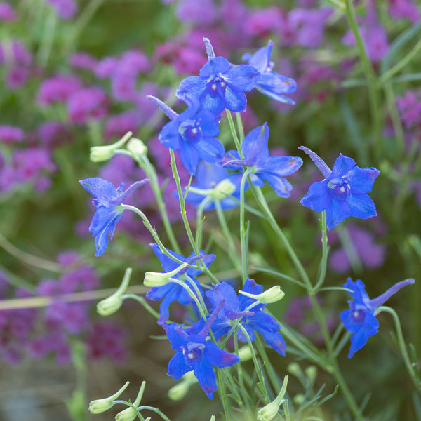 Delphinium 'Blue Butterfly'
