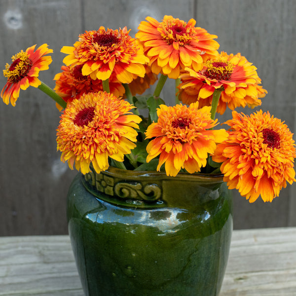 
    



Zinnia 'Zinderella Zest'
