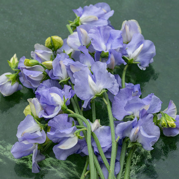 
    



Sweet Pea 'Alison Louise'
