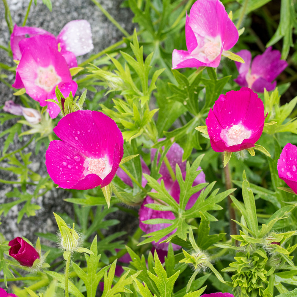 Poppy Mallow