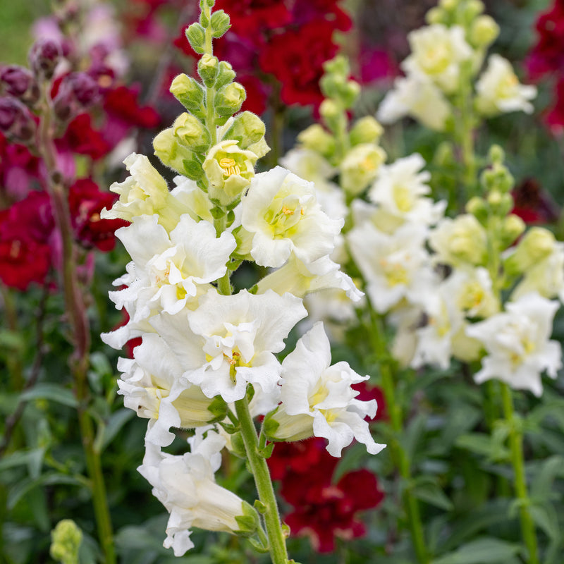 
      



Snapdragon Madame Butterfly™ 'Ivory' F1 
    