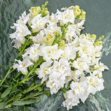 Snapdragon Madame Butterfly™ 'Ivory' F1