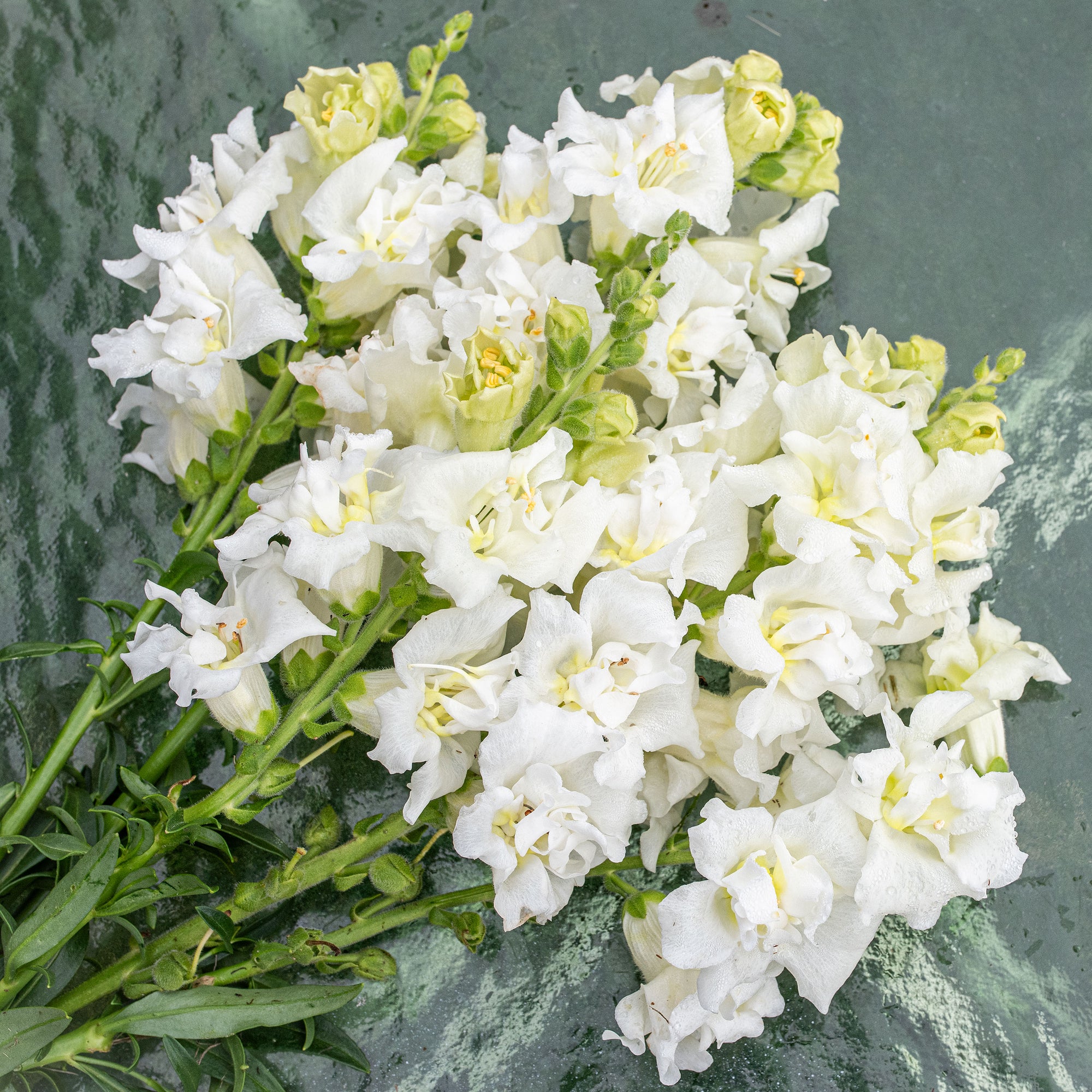 Snapdragon Madame Butterfly™ 'Ivory' F1