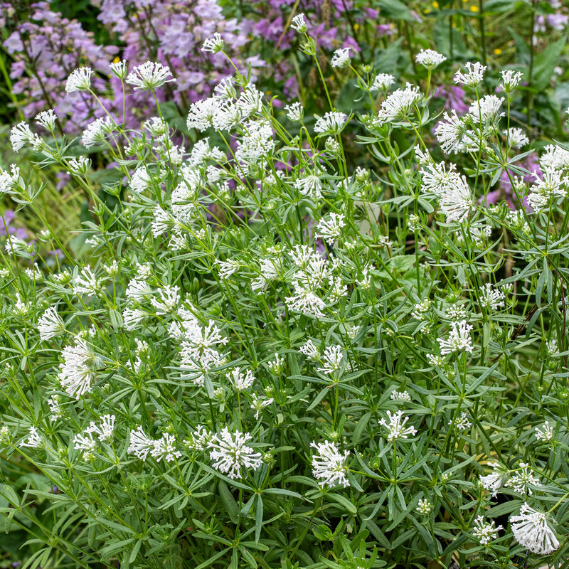 
  



Blue Woodruff 'Cloud Nine'
