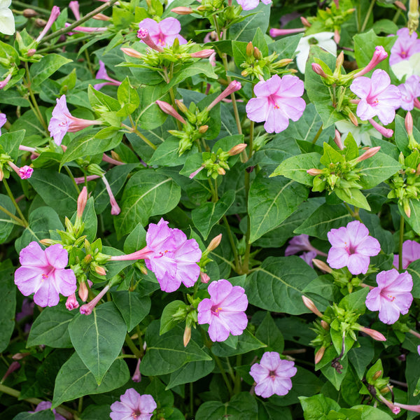 
    



Four O'Clock 'Pink'
