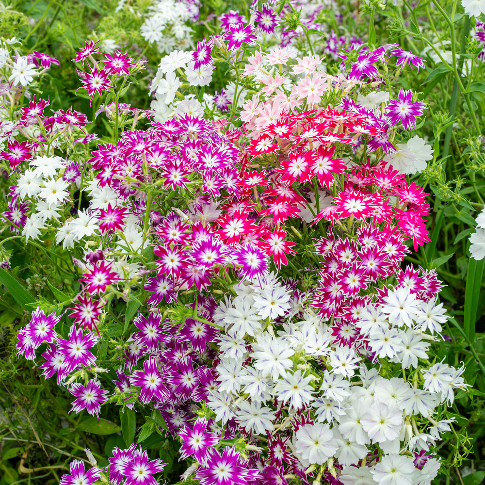 Phlox 'Twinkle Tall Mix'