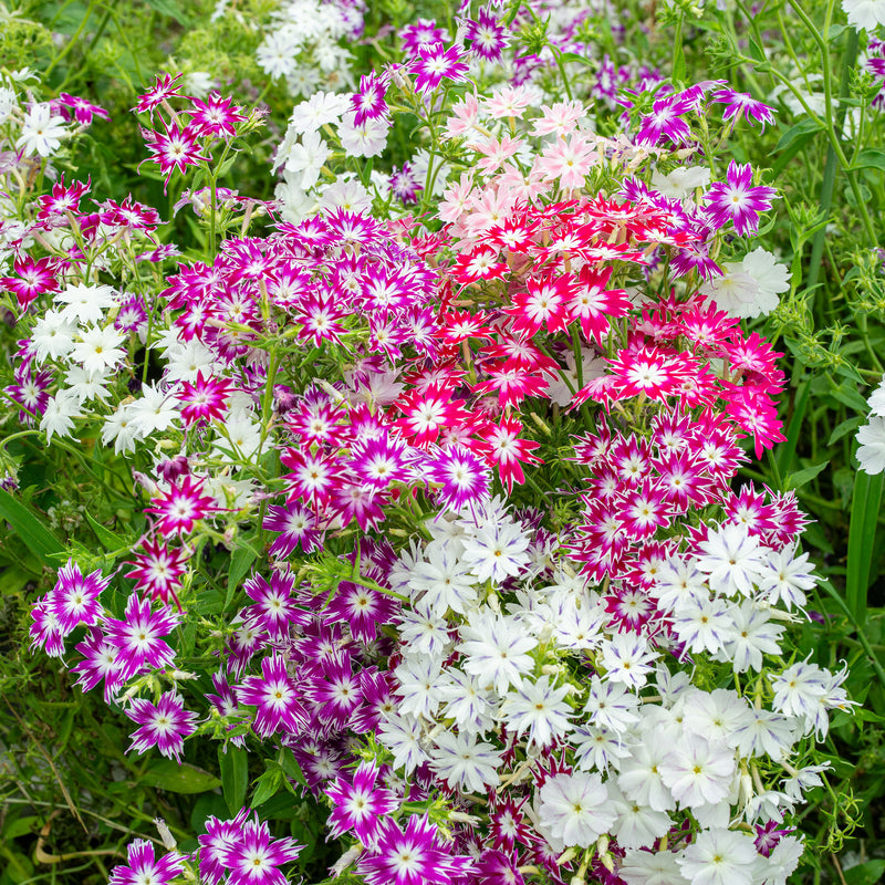 
  



Phlox 'Twinkle Tall Mix'

