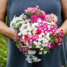 Phlox 'Twinkle Tall Mix'