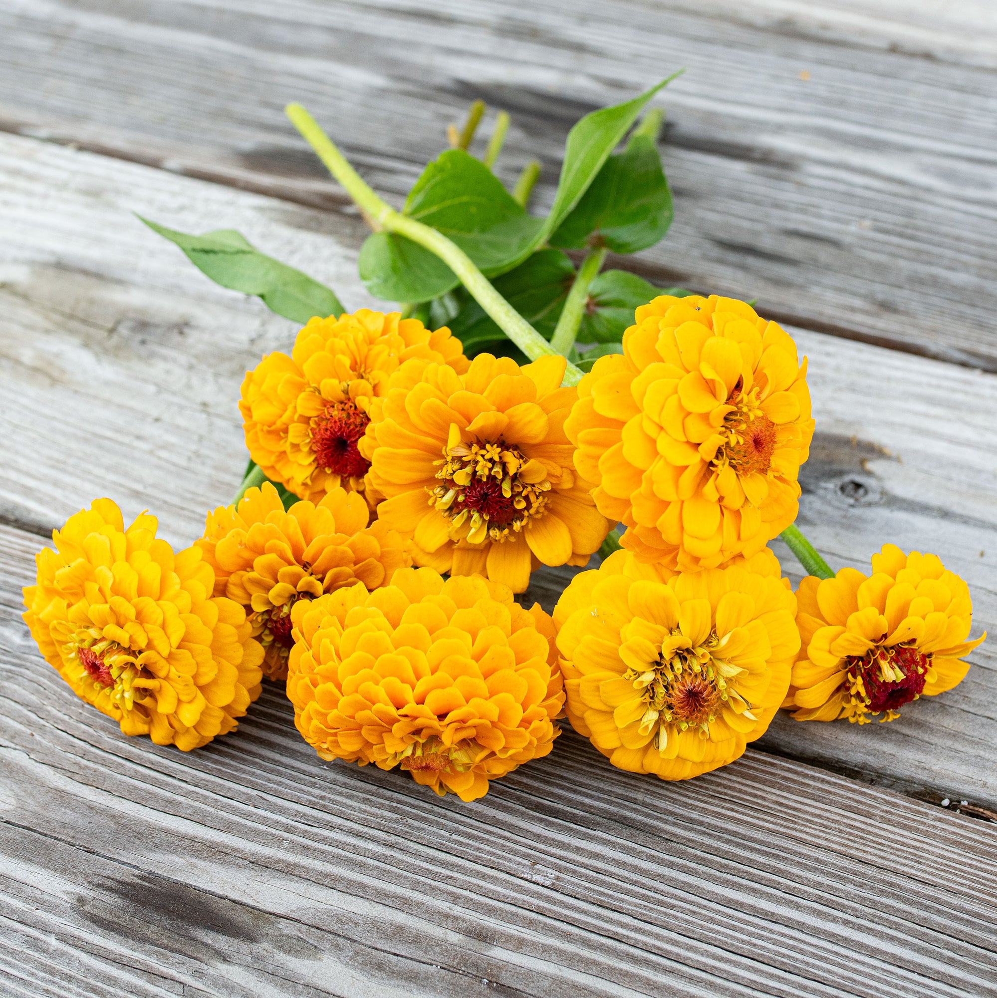 Zinnia 'Oklahoma Golden Yellow'