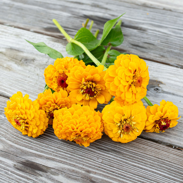 Zinnia 'Oklahoma Golden Yellow'