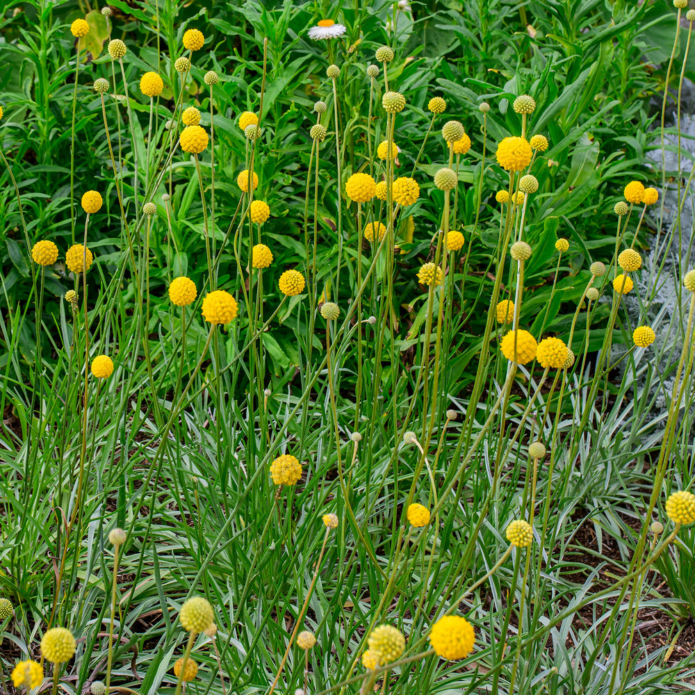 Billy Buttons