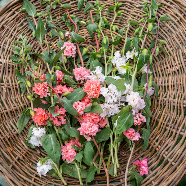 
    



Clarkia 'Rosy Cheek to Cheek Mix'

