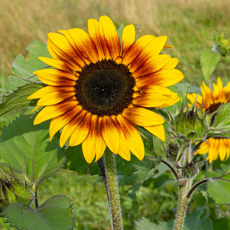 
  



Sunflower 'Firecracker' F1
