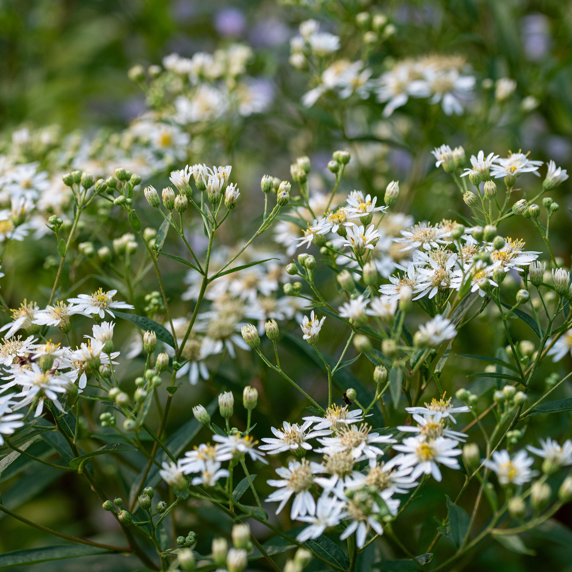Flat-topped Aster