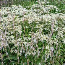 Flat-topped Aster